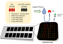 Graphical abstract: Profiling humoral responses to COVID-19 immunization in Kawasaki disease using SARS-CoV-2 variant protein microarrays