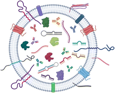 Graphical abstract: Proteomic analysis of exosomes derived from human mature milk and colostrum of mothers with term, late preterm, or very preterm delivery
