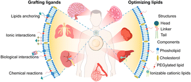 Graphical abstract: Structural and componential design: new strategies regulating the behavior of lipid-based nanoparticles in vivo