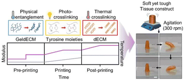 Graphical abstract: Tissue-specific gelatin bioink as a rheology modifier for high printability and adjustable tissue properties