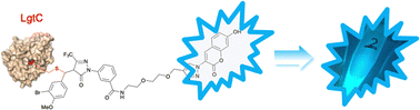 Graphical abstract: A cell-permeable probe for the labelling of a bacterial glycosyltransferase and virulence factor