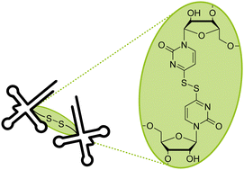 Graphical abstract: Reversible oxidative dimerization of 4-thiouridines in tRNA isolates