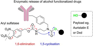 Graphical abstract: Targeted delivery of alcohol-containing payloads with antibody-drug conjugates