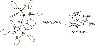 Graphical abstract: From a mercury(ii) bis(yldiide) complex to actinide yldiides