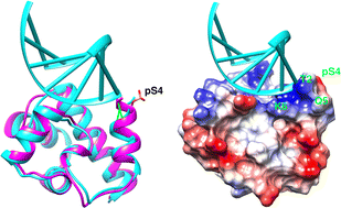 Graphical abstract: Mono-phosphorylation at Ser4 of barrier-to-autointegration factor (Banf1) significantly reduces its DNA binding capability by inducing critical changes in its local conformation and DNA binding surface