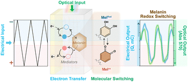 Graphical abstract: Enlisting electrochemistry to reveal melanin's redox-related properties