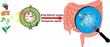 Graphical abstract: Plant-derived exosomal nanoparticles: potential therapeutic for inflammatory bowel disease