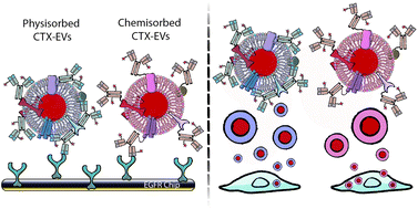 Graphical abstract: Surface functionalization of extracellular vesicle nanoparticles with antibodies: a first study on the protein corona “variable”