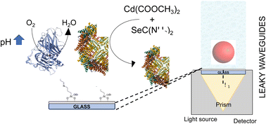 Graphical abstract: Bioelectrochemically triggered apoferritin-based bionanoreactors: synthesis of CdSe nanoparticles and monitoring with leaky waveguides