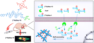 Graphical abstract: β-Galactosidase-instructed intracellular nanofiber formation enhances tumor micro-PET imaging