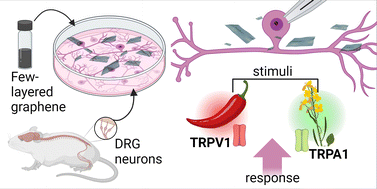 Graphical abstract: Few-layered graphene increases the response of nociceptive neurons to irritant stimuli