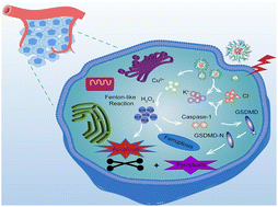 Graphical abstract: Copper-based inorganic nanozymes enhance the electrical conductivity of tumors to synergistically induce the pyroptosis, ferroptosis, and apoptosis of tumors