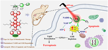 Graphical abstract: An electron-accepting half-sandwich iridium(iii) complex for the treatment of hypoxic tumors via synergetic chemo- and phototherapy