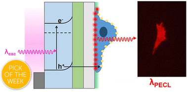 Graphical abstract: Infrared photoinduced electrochemiluminescence microscopy of single cells