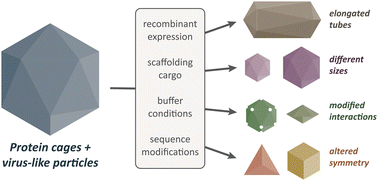 Graphical abstract: Structural polymorphism in protein cages and virus-like particles