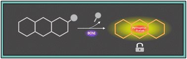 Graphical abstract: Optical imaging probes for selective detection of butyrylcholinesterase