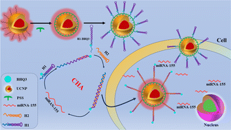 Graphical abstract: Near-infrared DNA biosensors based on polysulfonate coatings for the sensitive detection of microRNAs