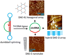 Graphical abstract: Circular RNA oligonucleotides: enzymatic synthesis and scaffolding for nanoconstruction
