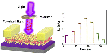 Graphical abstract: Development and challenges of polarization-sensitive photodetectors based on 2D materials
