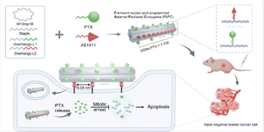 Graphical abstract: Framework nucleic acid-programmed aptamer–paclitaxel conjugates as targeted therapeutics for triple-negative breast cancer