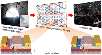 Graphical abstract: An ultra-fast WSe2 homojunction photodiode with a large linear dynamic range towards in-sensor image processing