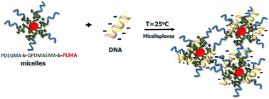 Graphical abstract: PDEGMA-b-PDMAEMA-b-PLMA triblock terpolymers and their cationic analogues: synthesis, stimuli responsive self-assembly and micelleplex formation