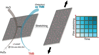 Graphical abstract: On-demand activatable peroxidase-mimicking enzymatic polymer nanocomposite films