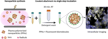Graphical abstract: Direct covalent attachment of fluorescent molecules on plasma polymerized nanoparticles: a simplified approach for biomedical applications