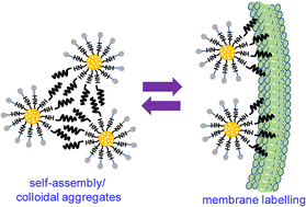 Graphical abstract: Janus nanoparticles with decyls on one side direct extended cell membrane anchoring