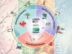 Graphical abstract: Biomimetic design for zinc-based energy storage devices: principles, challenges and opportunities
