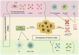 Graphical abstract: Nanoplatforms synchronously activating tumor cell ferroptosis and remodeling the tumor microenvironment for reinforced cancer therapeutics
