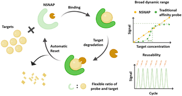 Graphical abstract: Non-saturated nucleic acid probes with a broad dynamic range