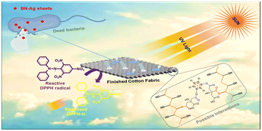 Graphical abstract: Silver-decorated boron nitride nanocomposite-infused cotton fabric with durable antimicrobial and multifunctional properties