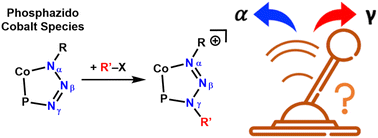 Graphical abstract: Divergent deazotation and nitrene group transfer pathways at cobalt phospha-triazene species
