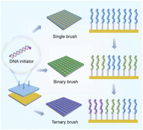 Graphical abstract: Erasable and regenerated multicomponent patterned polymer brushes
