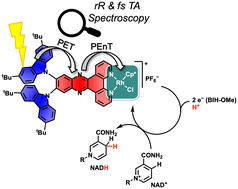 Graphical abstract: A donor–acceptor photosensitizer-catalyst dyad for light-driven nicotinamide hydrogenation