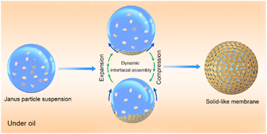 Graphical abstract: Structured droplets dominated by interfacial self-assembly of topology-tunable Janus particles towards macroscopic materials