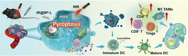 Graphical abstract: Boosting anti-tumor immunity with boron-based nanosheets via photodynamic-elicited pyroptosis and adjuvant delivery