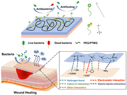 Graphical abstract: Polysiloxane-based polyurethane/quaternary ammonium-zwitterionic pressure-sensitive adhesive composite double dressing with antimicrobial and antifouling properties