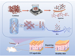 Graphical abstract: Physically crosslinked agarose–hyaluronic acid hydrogel for injectable treatment of photoaged skin
