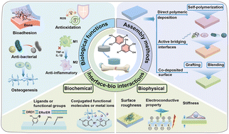 Graphical abstract: Versatile bioactive polyphenolic coatings for bone tissue regeneration: from assembly strategies to biointerface interactions