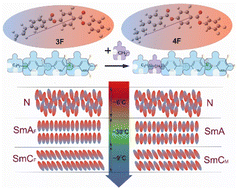 Graphical abstract: The balance between paraelectricity and ferroelectricity in non-chiral smectic homologs