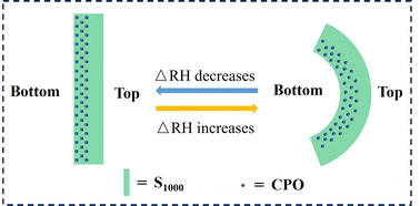 Graphical abstract: Humidity-responsive Janus polymer–inorganic films formed by evaporation-induced vertical segregation