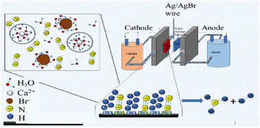 Graphical abstract: Enhancing the rate and efficiency of electrochemical ammonia synthesis from N2 in concentrated divalent electrolytes