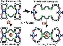 Graphical abstract: Pseudo-allosteric regulation of the anion binding affinity of a macrocyclic coordination complex