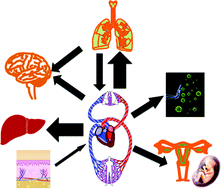 Graphical abstract: Perturbation of physiological systems by nanoparticles
