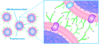 Graphical abstract: Interfacial interactions between natural RBC membranes and synthetic polymeric nanoparticles