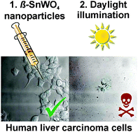 Graphical abstract: In vitro fluorescence and phototoxicity of β-SnWO4 nanoparticles