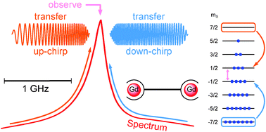 Graphical abstract: Sensitivity enhancement by population transfer in Gd(iii) spin labels