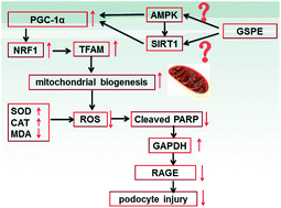 Graphical abstract: Grape seed proanthocyanidin extracts ameliorate podocyte injury by activating peroxisome proliferator-activated receptor-γ coactivator 1α in low-dose streptozotocin-and high-carbohydrate/high-fat diet-induced diabetic rats